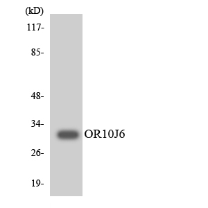 a30857 or10j6p primary antibodies wb testing 3