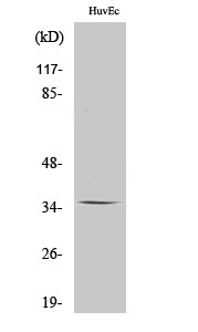 a30858 or11g2 primary antibodies wb testing 2