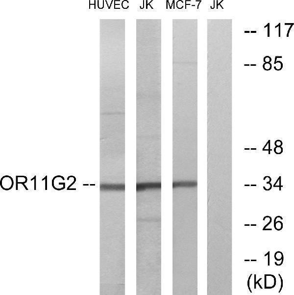 a30858 or11g2 primary antibodies wb testing 3