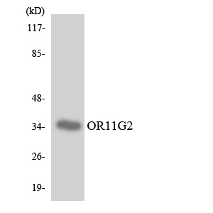 a30858 or11g2 primary antibodies wb testing 4
