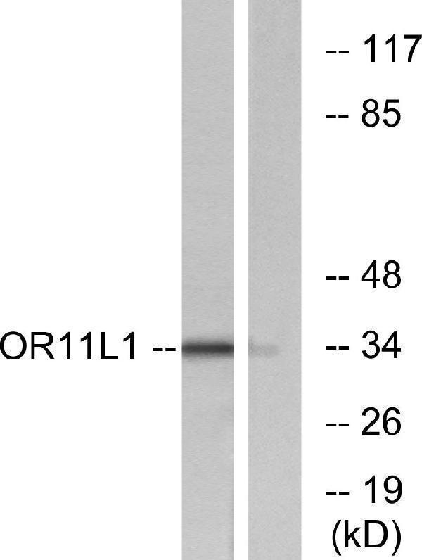 a30859 or11l1 primary antibodies wb testing 2