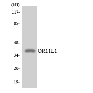 a30859 or11l1 primary antibodies wb testing 3