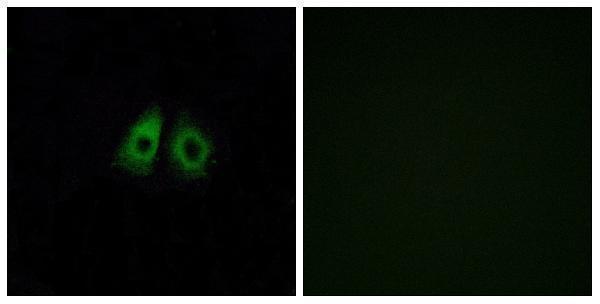 a30860 or13c3 primary antibodies if testing 1