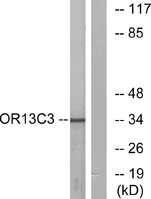 a30860 or13c3 primary antibodies wb testing 2