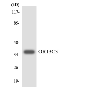 a30860 or13c3 primary antibodies wb testing 3