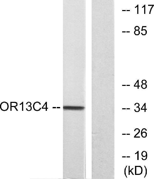 a30861 or13c4 primary antibodies wb testing 3