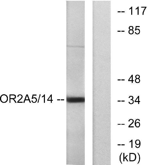 a30862 or2a14 primary antibodies wb testing 1