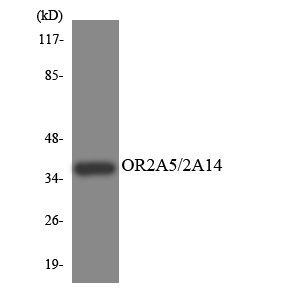 a30862 or2a14 primary antibodies wb testing 2