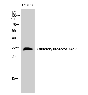 a30864 or2a1 primary antibodies wb testing 2