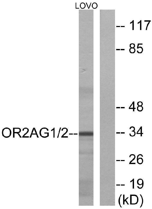 a30865 or2ag2 primary antibodies wb testing 3