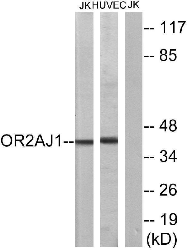 a30866 or2aj1 primary antibodies wb testing 2