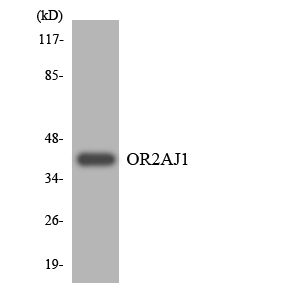 a30866 or2aj1 primary antibodies wb testing 3