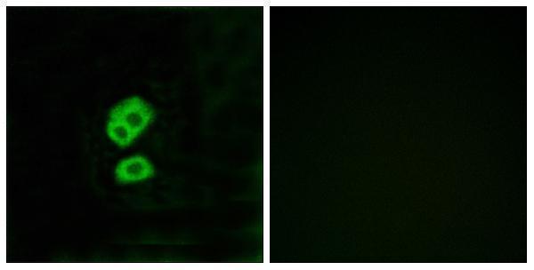 Immunofluorescence analysis of MCF7 cells, using OR2T10 Antibody