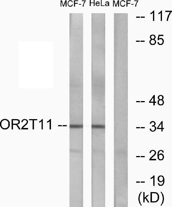 a30870 or2t11 primary antibodies wb testing 3