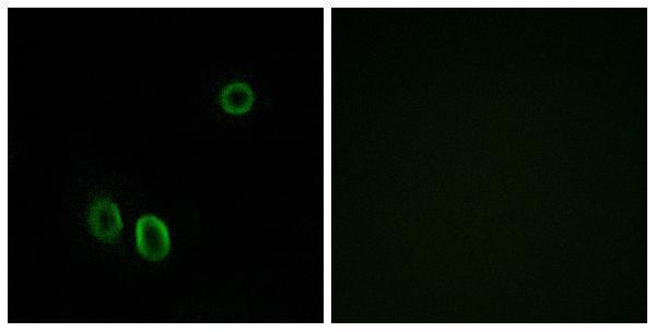 a30874 or51e1 primary antibodies if testing 1