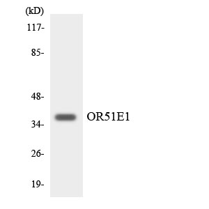 a30874 or51e1 primary antibodies wb testing 4