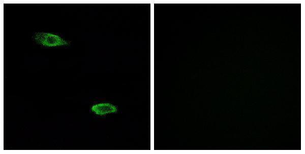 Immunofluorescence analysis of A549 cells, using OR51E2 Antibody