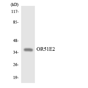 Western blot analysis of the lysates from HepG2 cells using OR51E2 antibody
