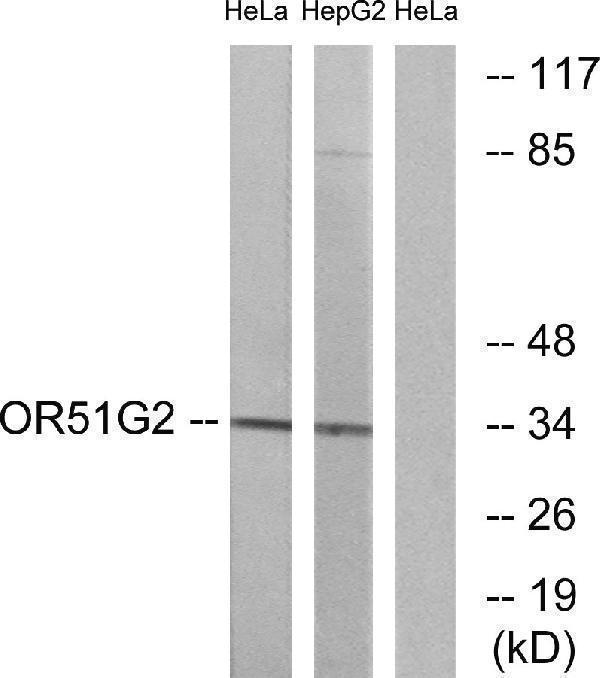 Western blot analysis of lysates from HeLa and HepG2 cells, using OR51G2 Antibody