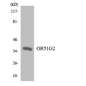 Western blot analysis of the lysates from COLO205 cells using OR51G2 antibody