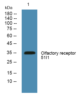 a30877 or51i1 primary antibodies wb testing 2