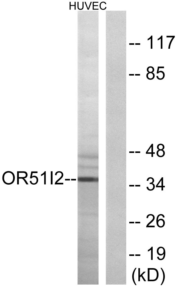 a30878 or51i2 primary antibodies wb testing 1
