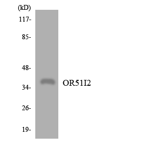 a30878 or51i2 primary antibodies wb testing 2
