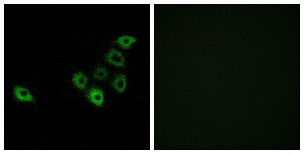 Immunofluorescence analysis of A549 cells, using OR51S1 Antibody