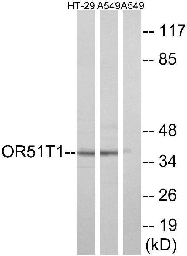 a30881 or51t1 primary antibodies wb testing 3