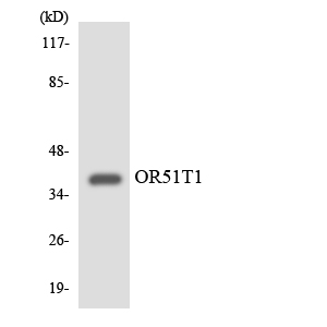 a30881 or51t1 primary antibodies wb testing 4
