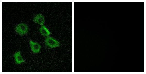 Immunofluorescence analysis of MCF7 cells, using OR52B2 Antibody