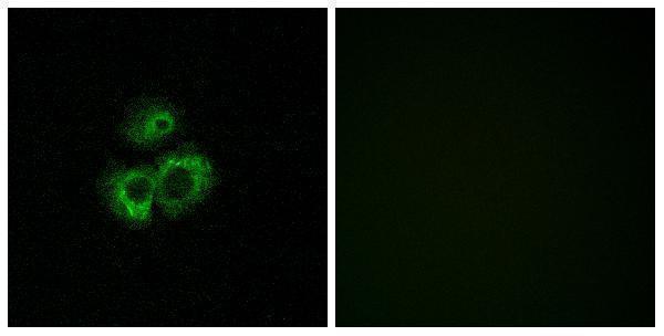 a30884 or52d1 primary antibodies if testing 1