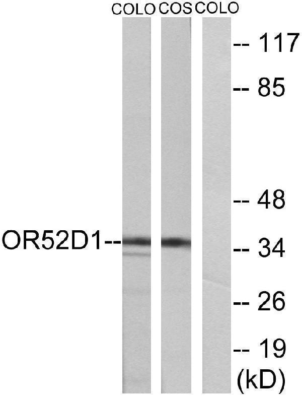 a30884 or52d1 primary antibodies wb testing 3