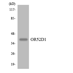 a30884 or52d1 primary antibodies wb testing 4