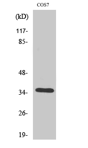 a30885 or52e1 primary antibodies wb testing 2