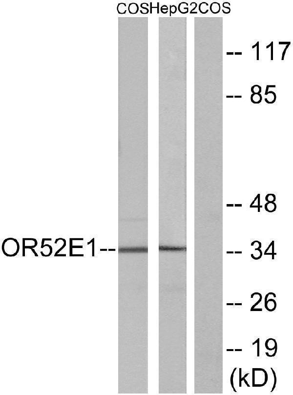 a30885 or52e1 primary antibodies wb testing 3