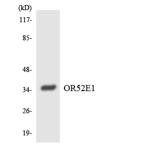 a30885 or52e1 primary antibodies wb testing 4