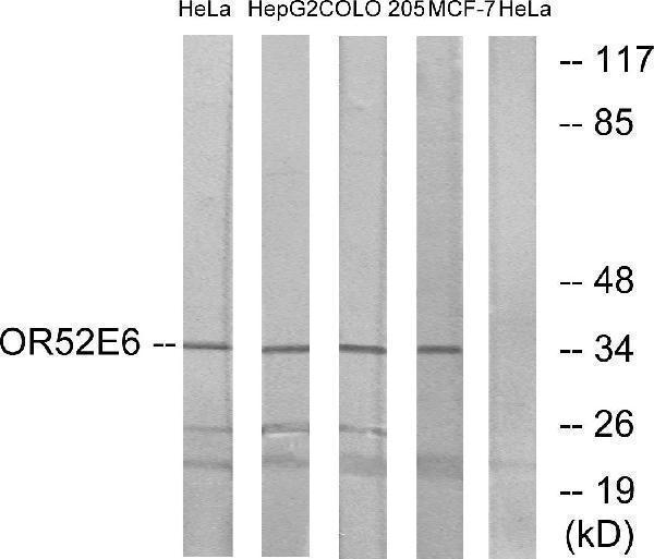 a30887 or52e6 primary antibodies wb testing 2