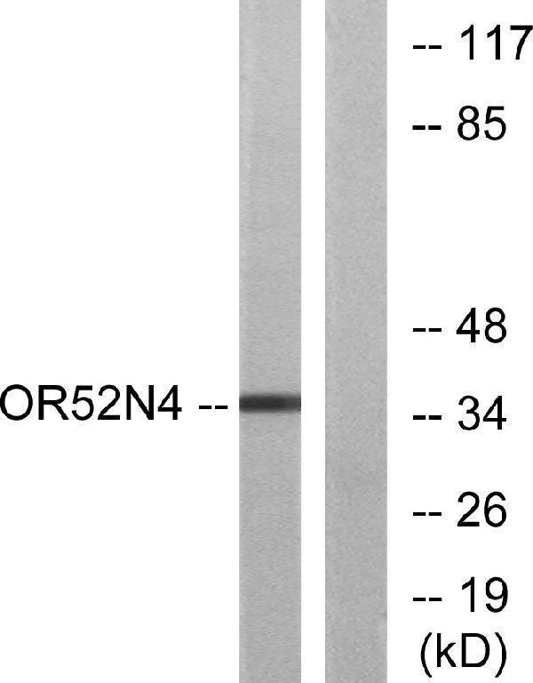 a30888 or52n4 primary antibodies wb testing 2