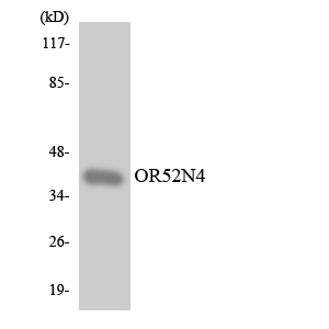a30888 or52n4 primary antibodies wb testing 3