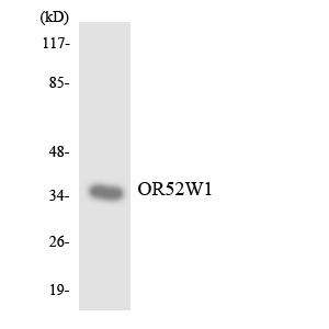 Western blot analysis of the lysates from RAW264
