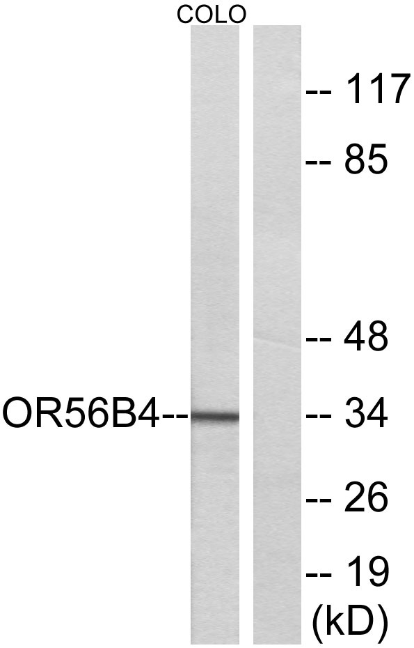 a30892 or56b4 primary antibodies wb testing 3