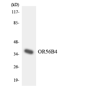 a30892 or56b4 primary antibodies wb testing 4
