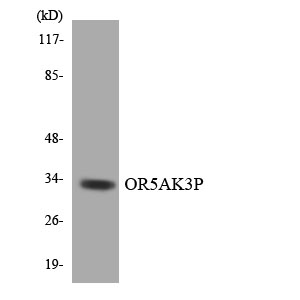 a30893 or5ak3p primary antibodies wb testing 3