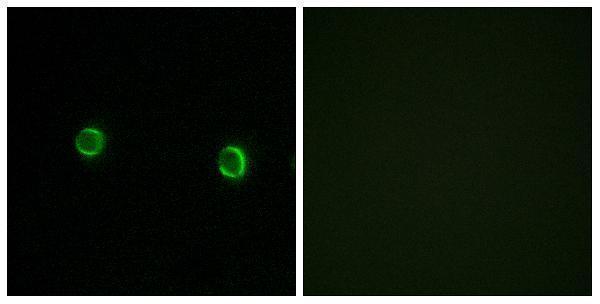 a30895 or5as1 primary antibodies if testing 1