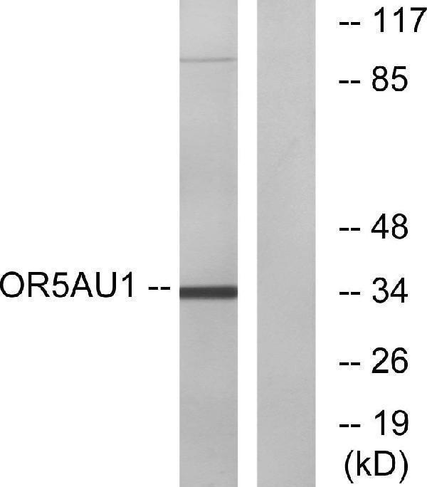 a30896 or5au1 primary antibodies wb testing 1