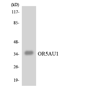 a30896 or5au1 primary antibodies wb testing 2
