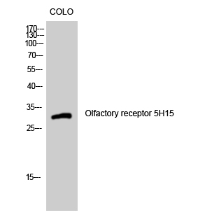 a30897 or5h15 primary antibodies wb testing 2