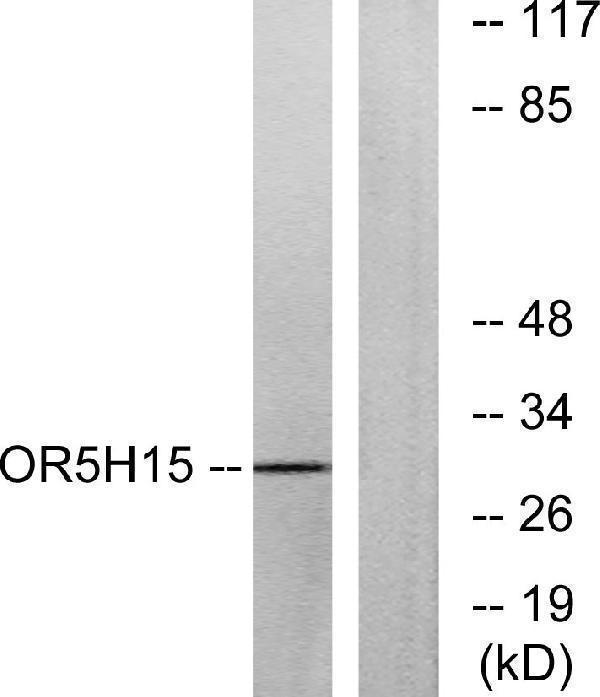 a30897 or5h15 primary antibodies wb testing 3