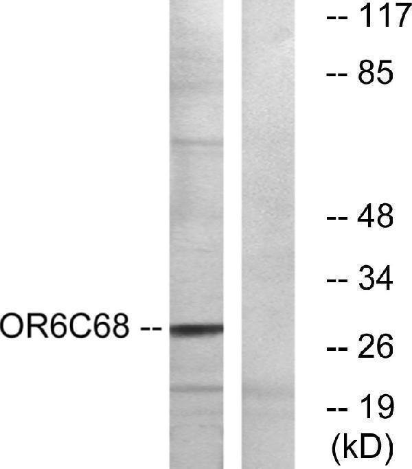 a30898 or6c68 primary antibodies wb testing 2